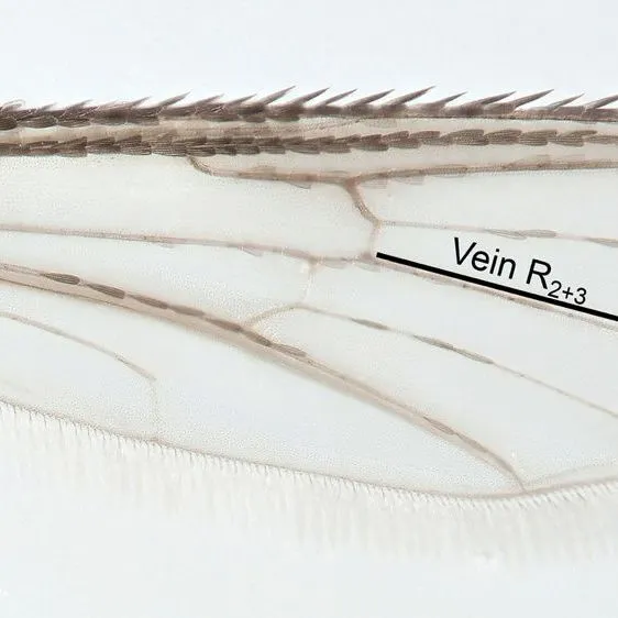 thumbnail for publication: Uranotaenia sapphirina Osten Sacken (Insecta: Diptera: Culicidae: Culicinae)